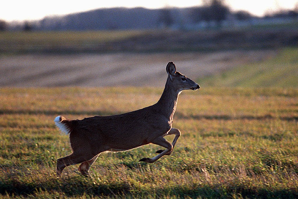 New York finalizes new deer hunting regulations with fraud prevention measures