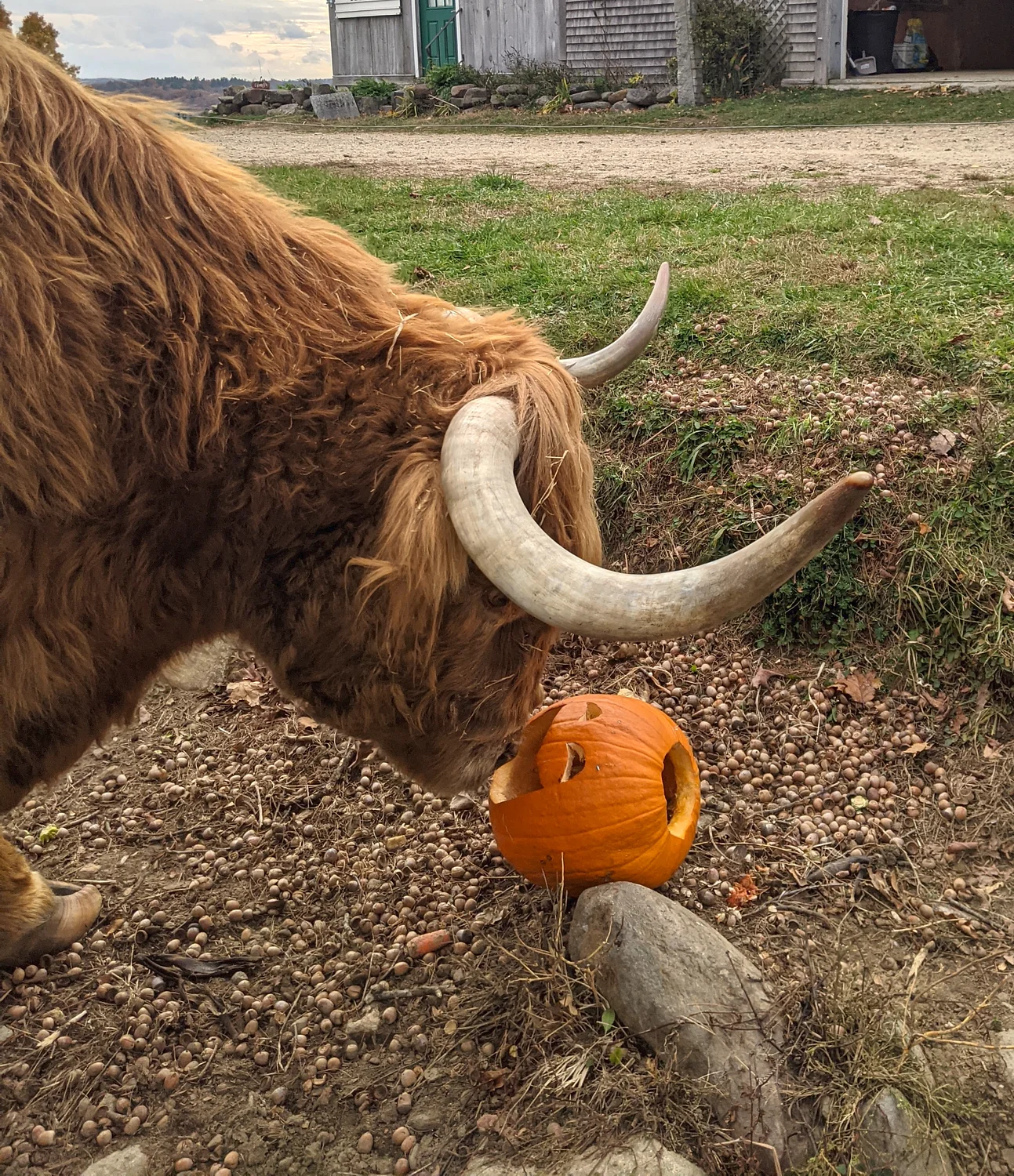 From the Farm: Pumpkin smashing, an act of kindness