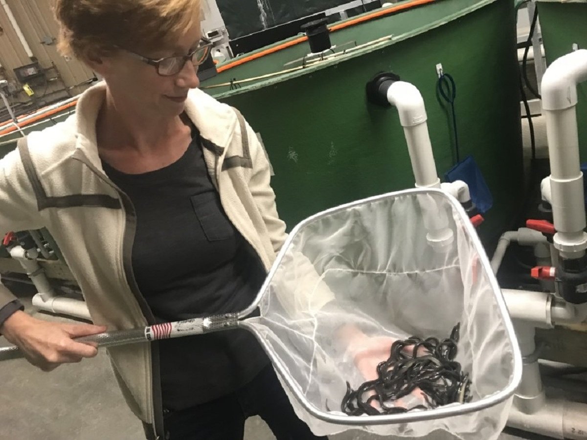 Waldoboro eel farm shutters, leaving harvesters and tribe high and dry