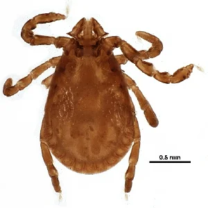 UMass researchers discover rare rabbit ticks in Maine that carry new strain of bacteria