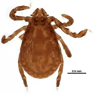 UMass researchers discover rare rabbit ticks in Maine that carry new strain of bacteria