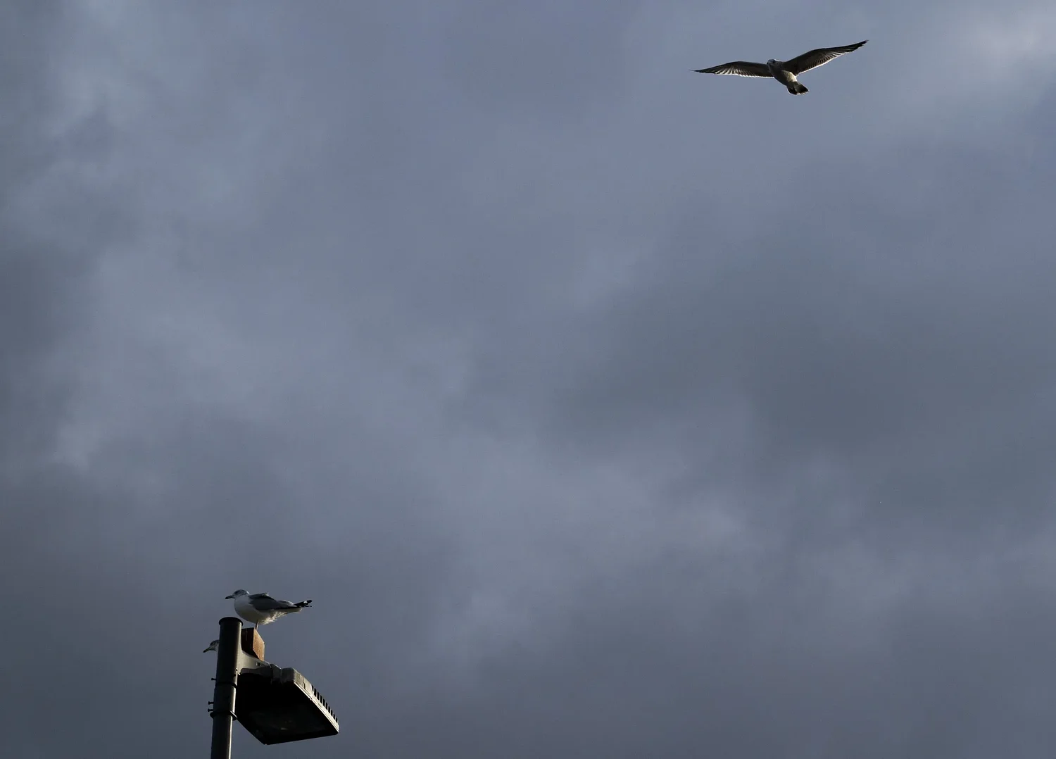 Photos: Searching seagulls