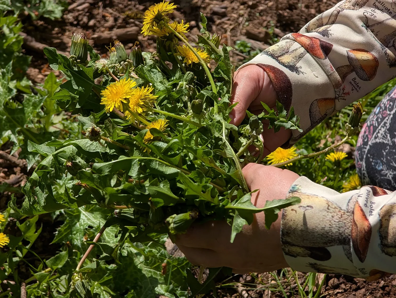 You can eat that? Dandelions, a familiar lawn menace, are a versatile ingredient for soup, salad, and more