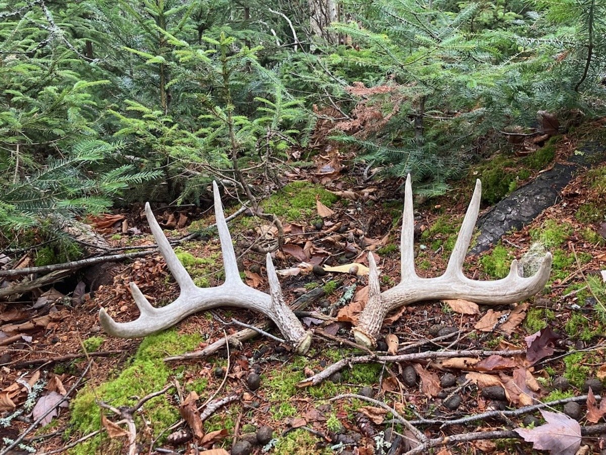 Maine hunter bags big buck and then finds its shed antlers