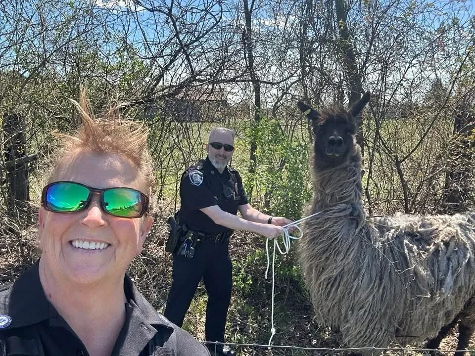 'A little humor for the day': Sunderland Police wrangle loose llama