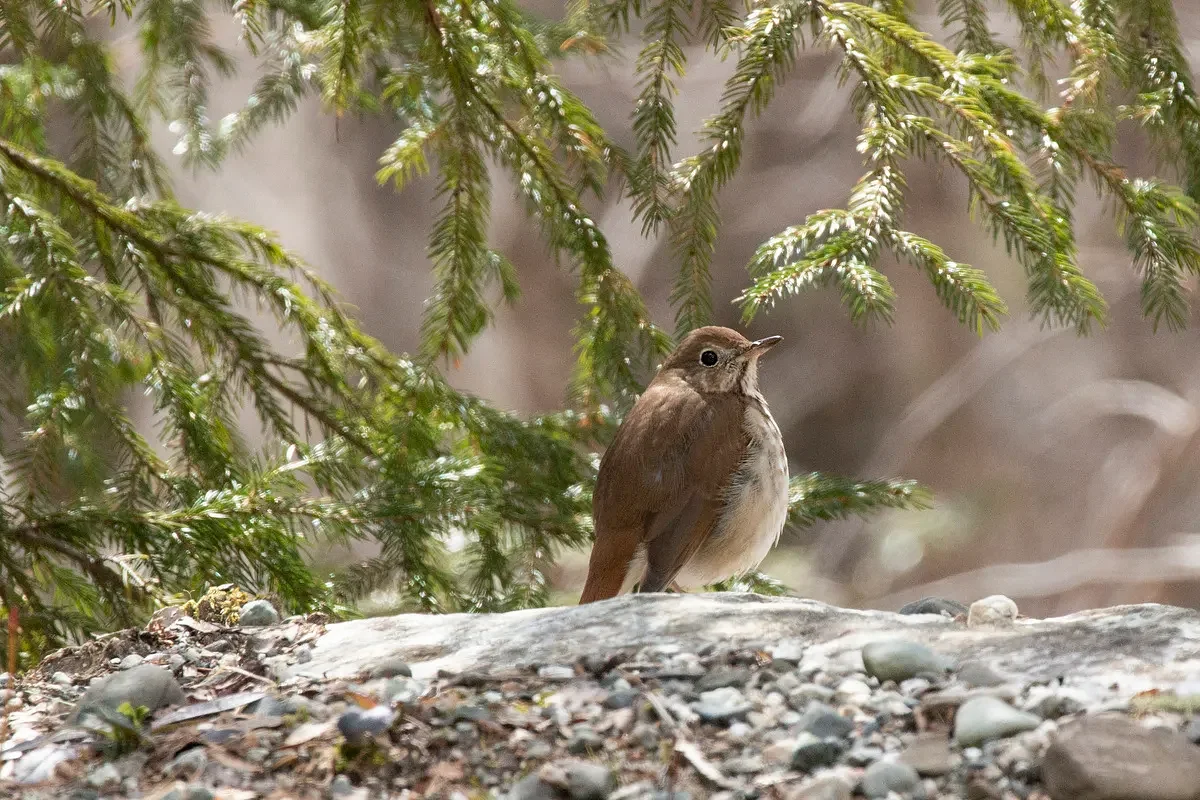 Conservation groups appeal CMP transmission line plan warning of ‘bad precedent’