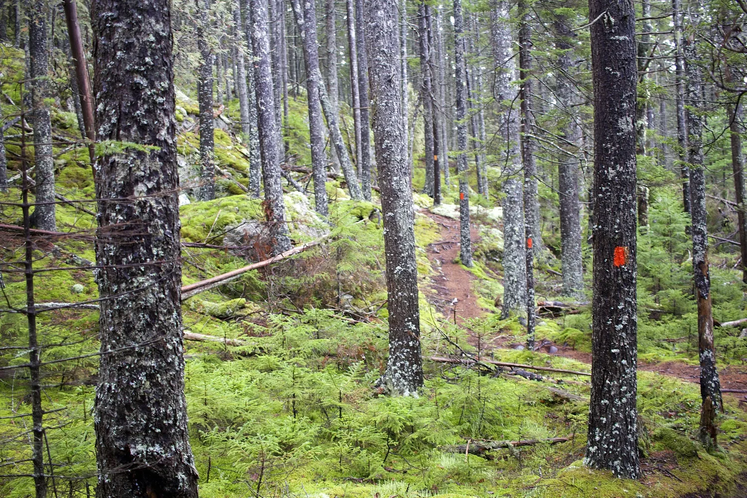 8 evergreen Maine trails that are lovely year round