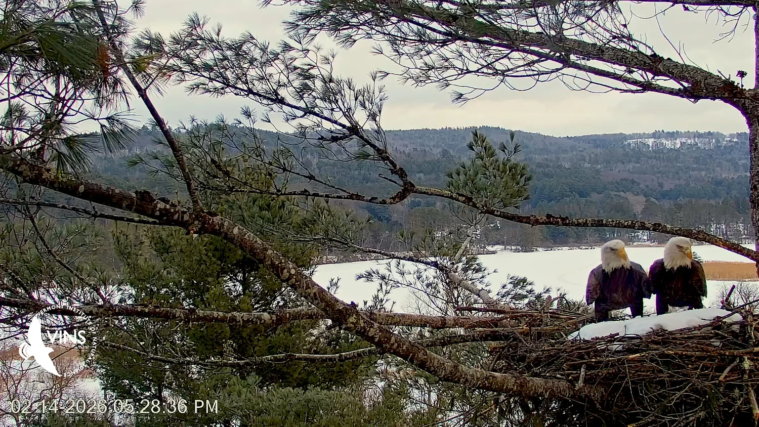 VINS launches live stream of bald eagle nest