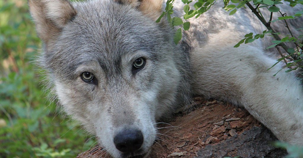 Oregon wolves headed for Rocky Mountains