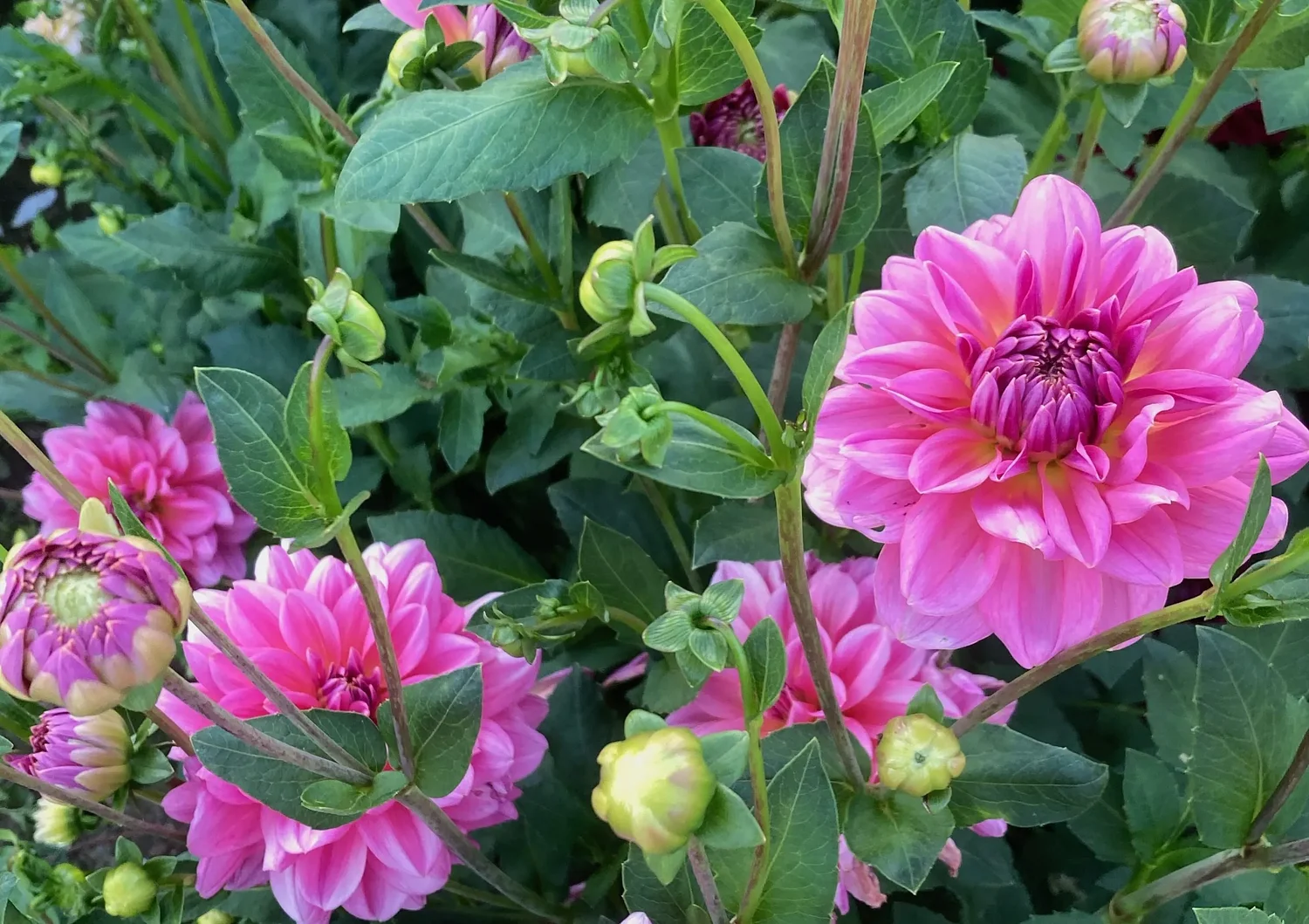 Dirt and dahlias offer calm, even hope, during dark days