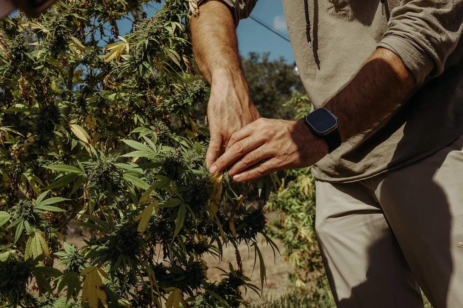 Texas hemp businesses fear an uptick in police raids after more than 15 in the last two years