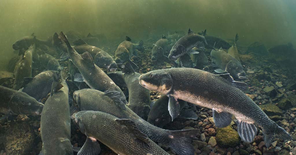 New bill seeks to dismember protections for endangered species