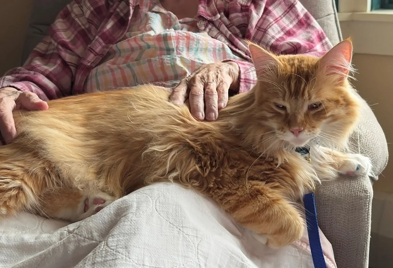 Meet Toby, Vermont’s first certified therapy cat
