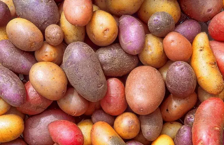For the love of spuds: Potato Festival returns for ninth year in Sunderland