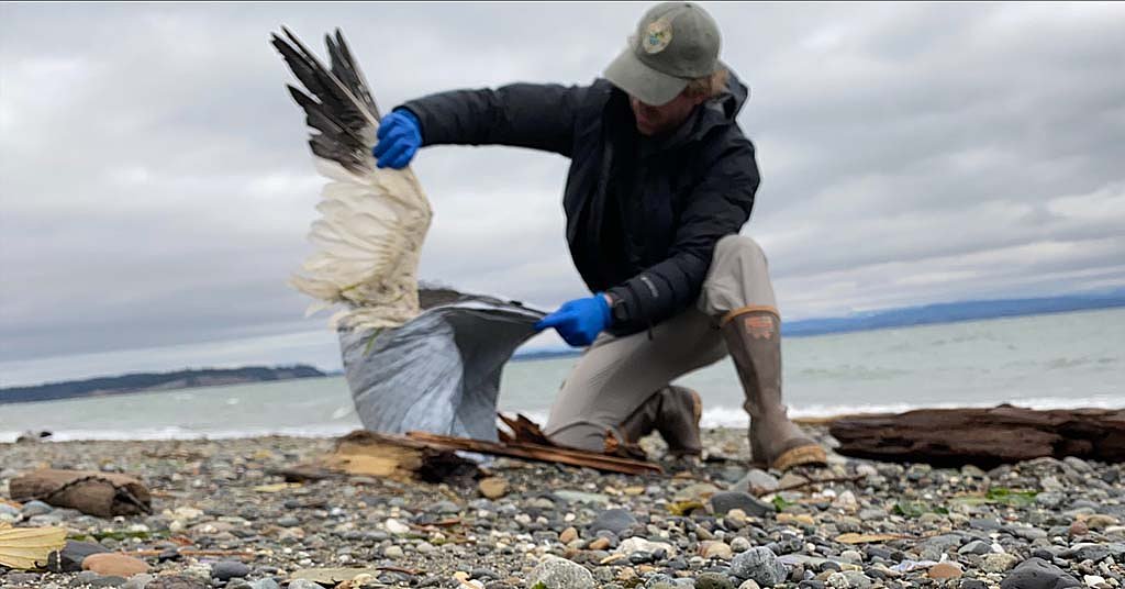 Bird flu is spreading to wild mammal populations