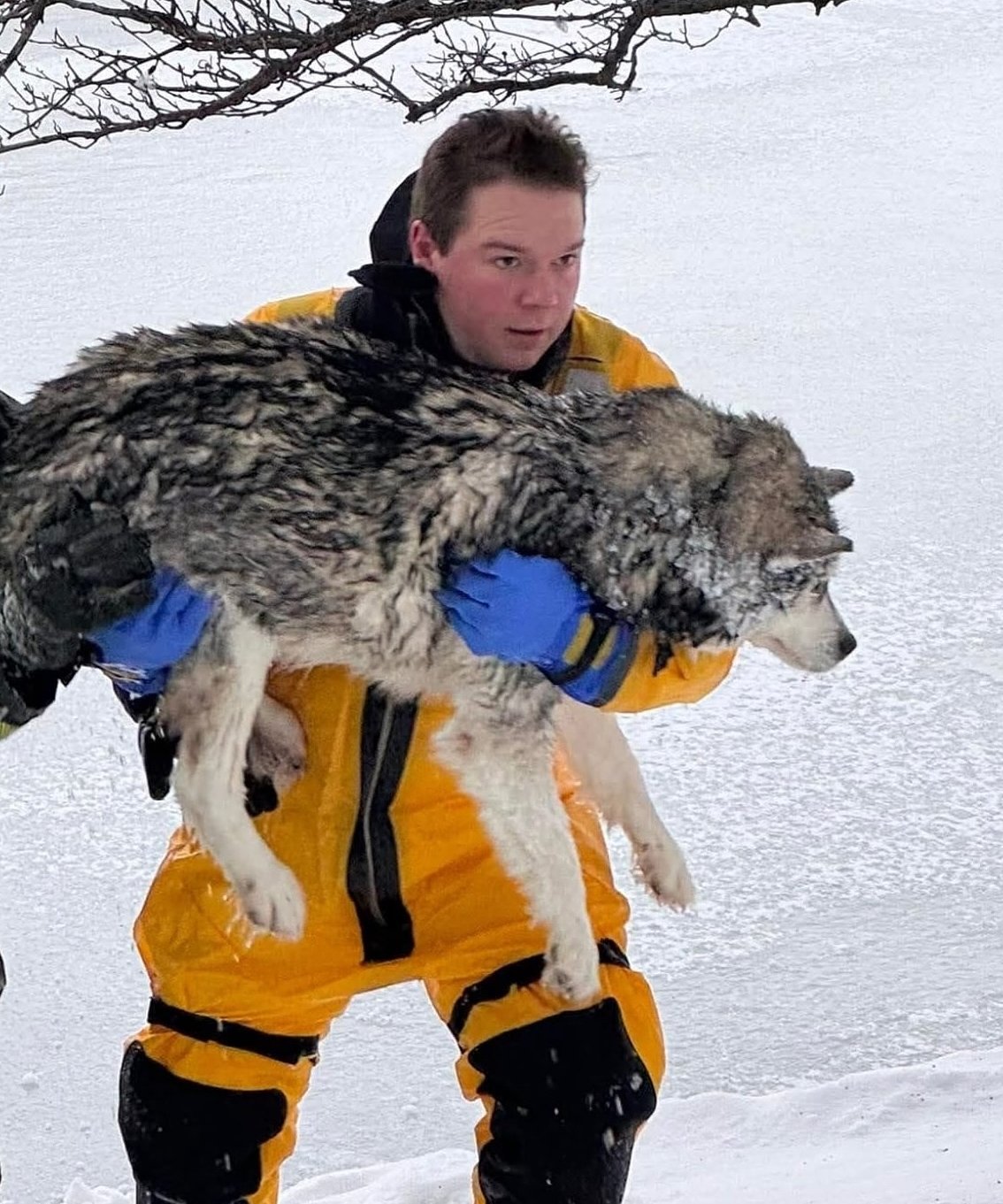 Husky rescued from ice near St. Charles now at shelter in Huntley