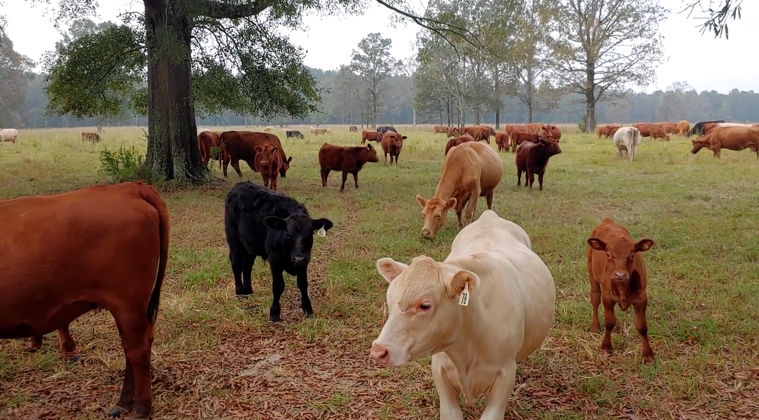 Mississippi outlaws cell-cultured dairy, farmers say pressures remain