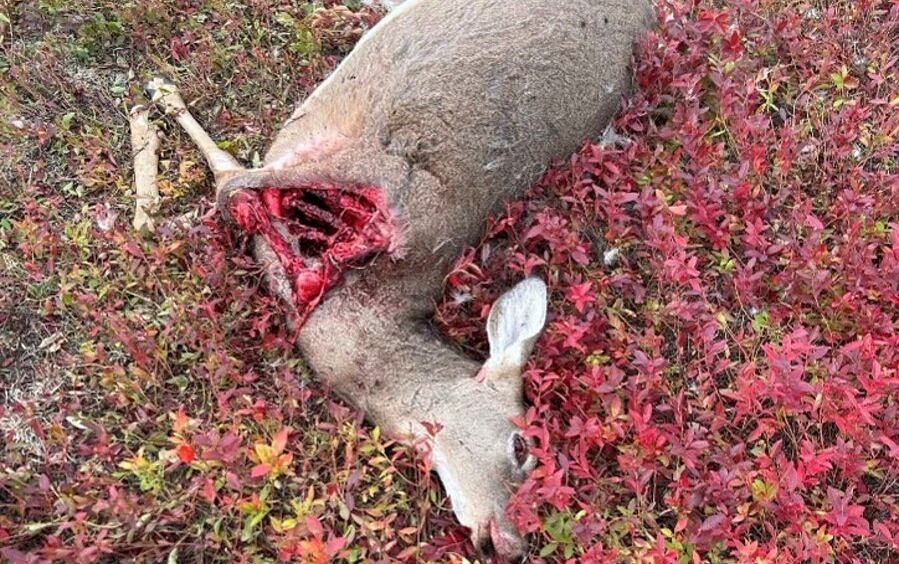 Someone has been poaching deer in Down East Maine