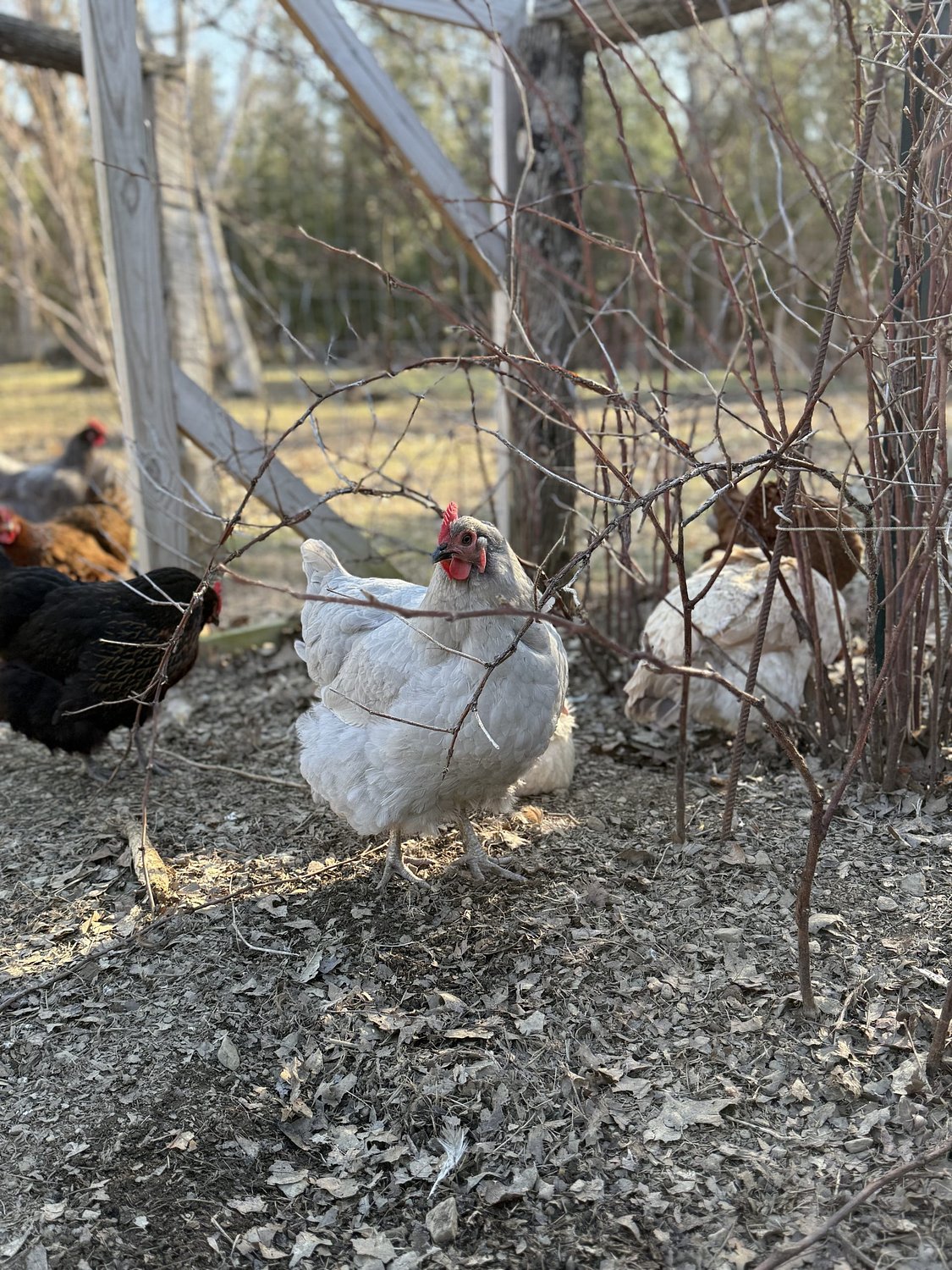 The environmental benefits of backyard chickens
