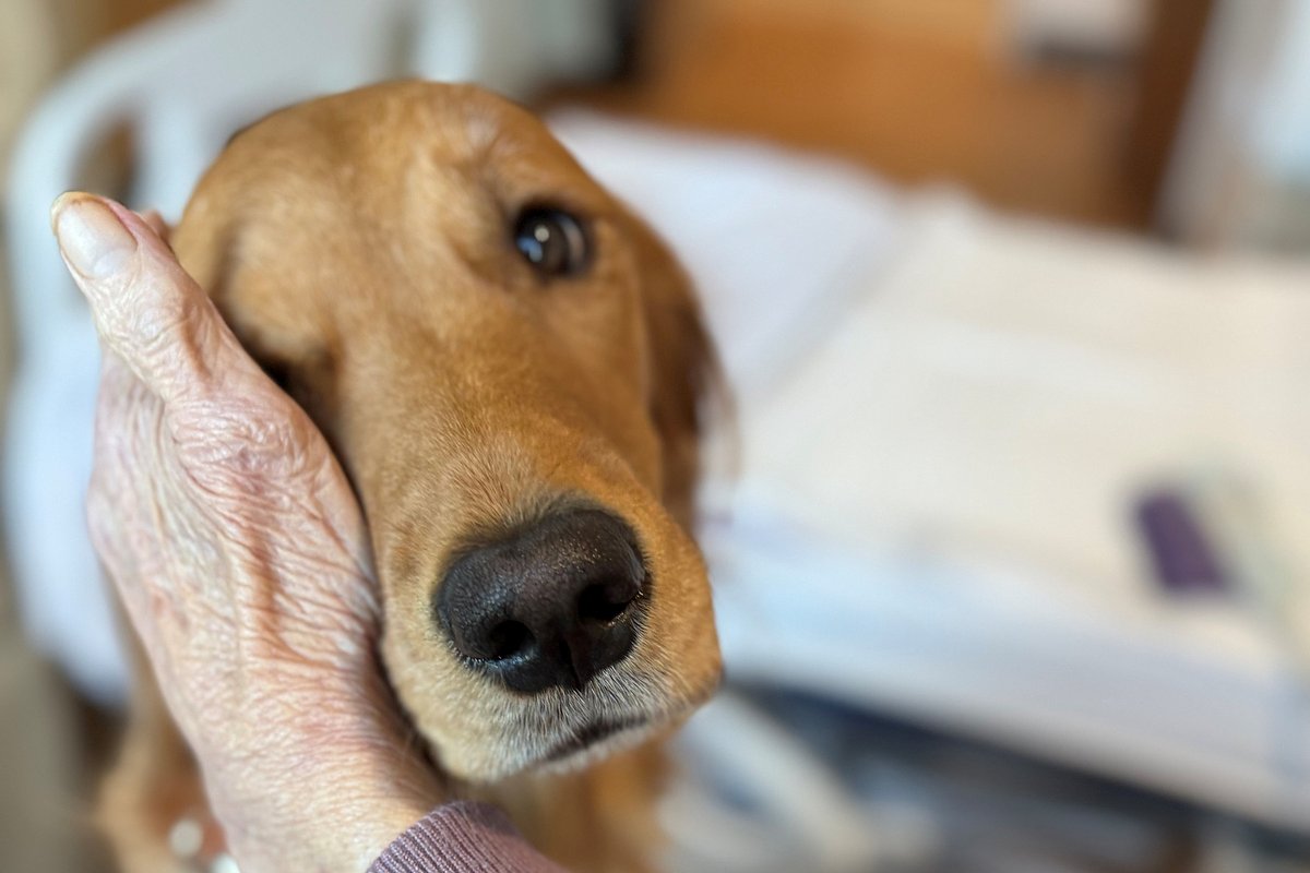 Northern Light expands therapy dog program to Presque Isle hospital