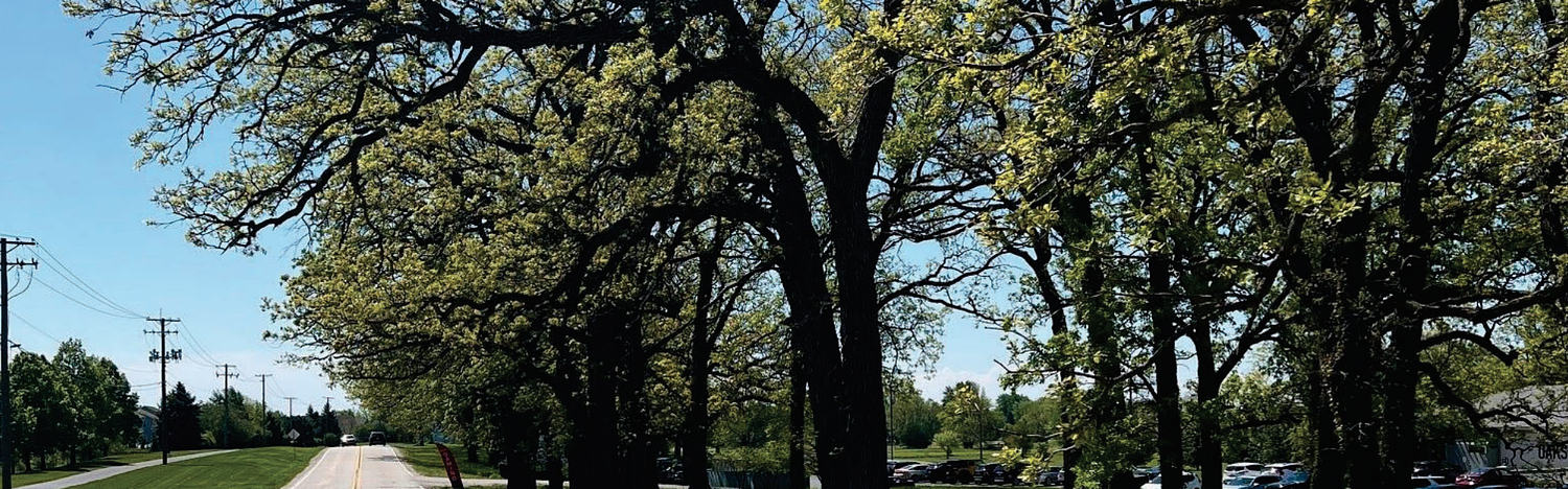 Yorkville debates how many 200-year-old oaks to cut down along Blackberry Oaks Golf Course for road expansion