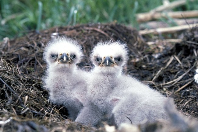 Heartbreak on Vancouver nest cam: Baby eagle Harmony dies after fall