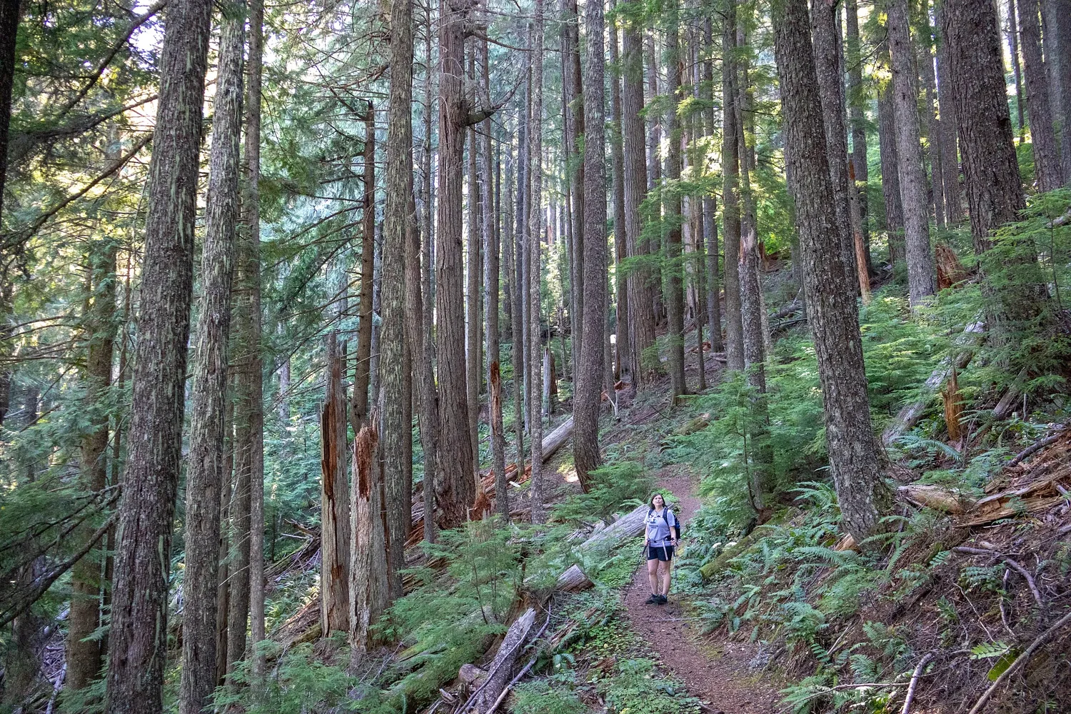 In Eugene, Trump environmental rollbacks already divide people; roadless forests could be next