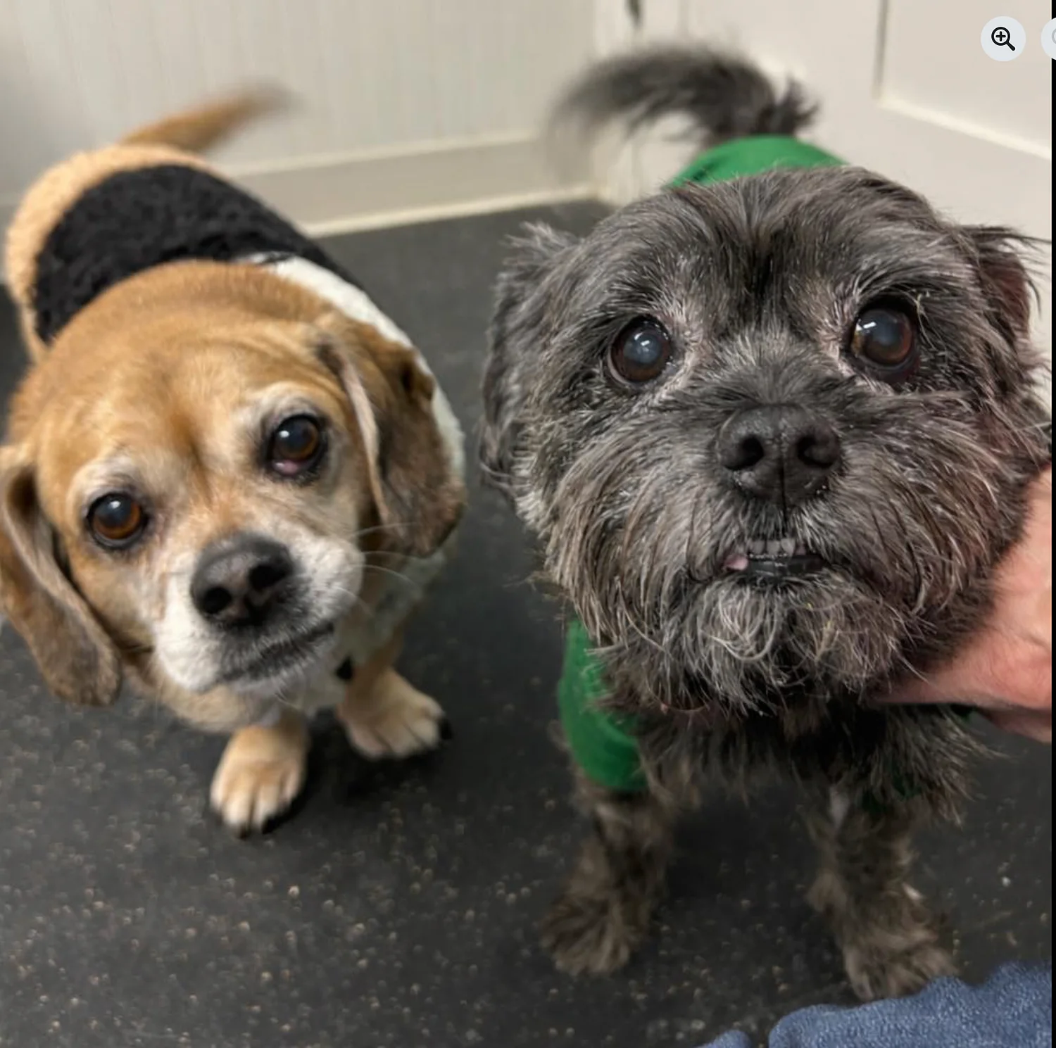 Day after girlfriend's murder,Maine man drops off her dogs to safety