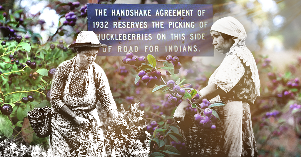 Why the Forest Service is examining its ban on commercial huckleberry picking