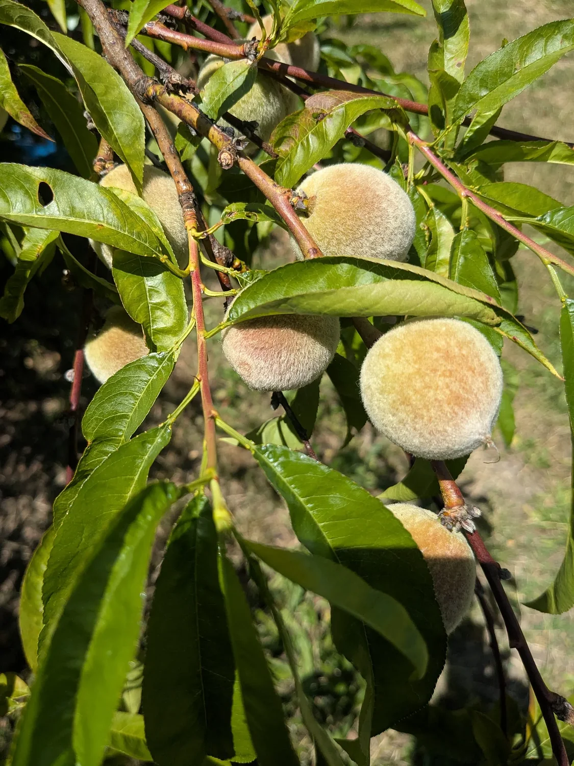 Take steps now to prevent overloaded fruit tree branches from breaking