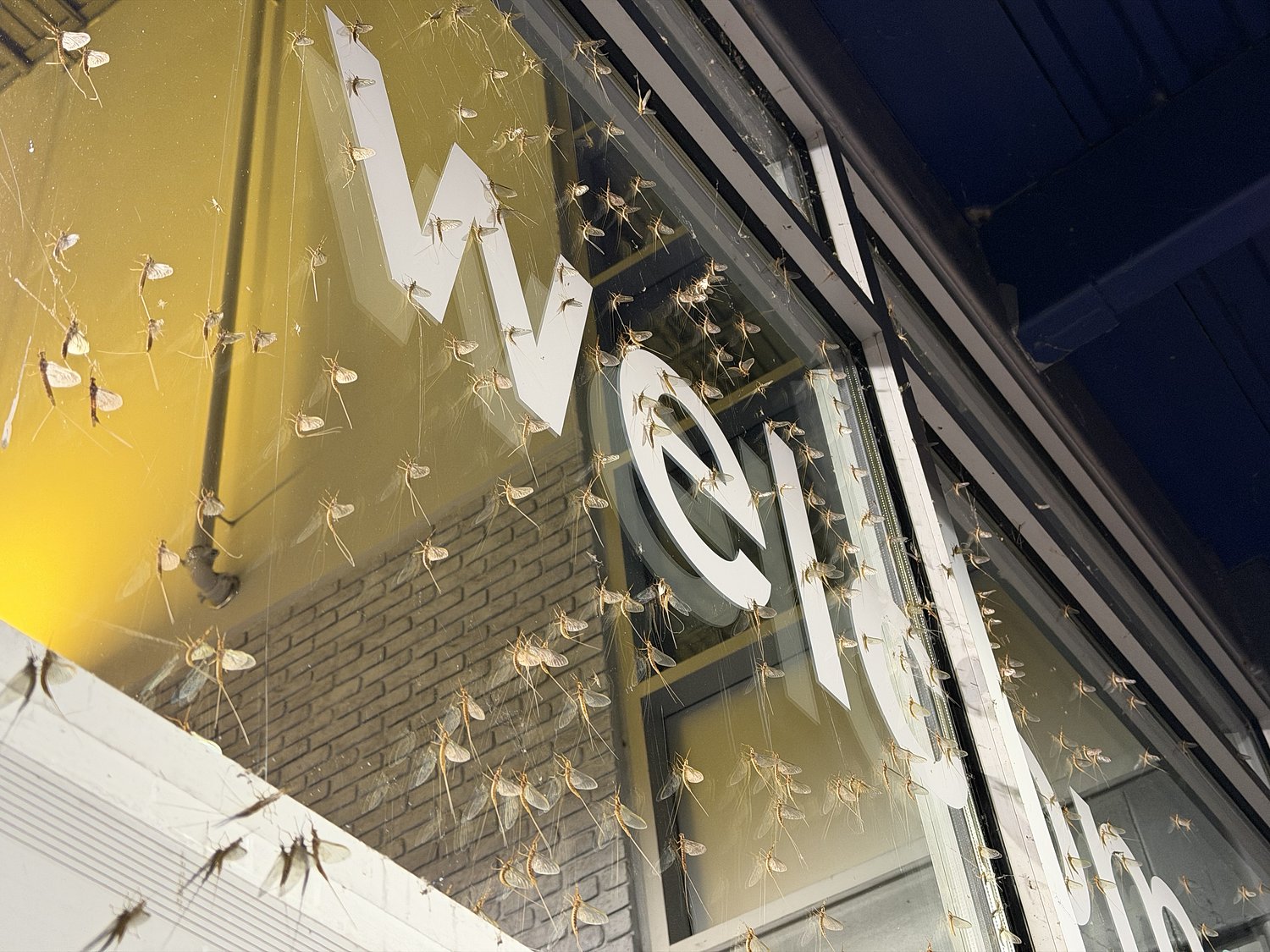Are mayfly swarms a good thing? Northeast Ohio News Quiz for Friday, June 26, 2026