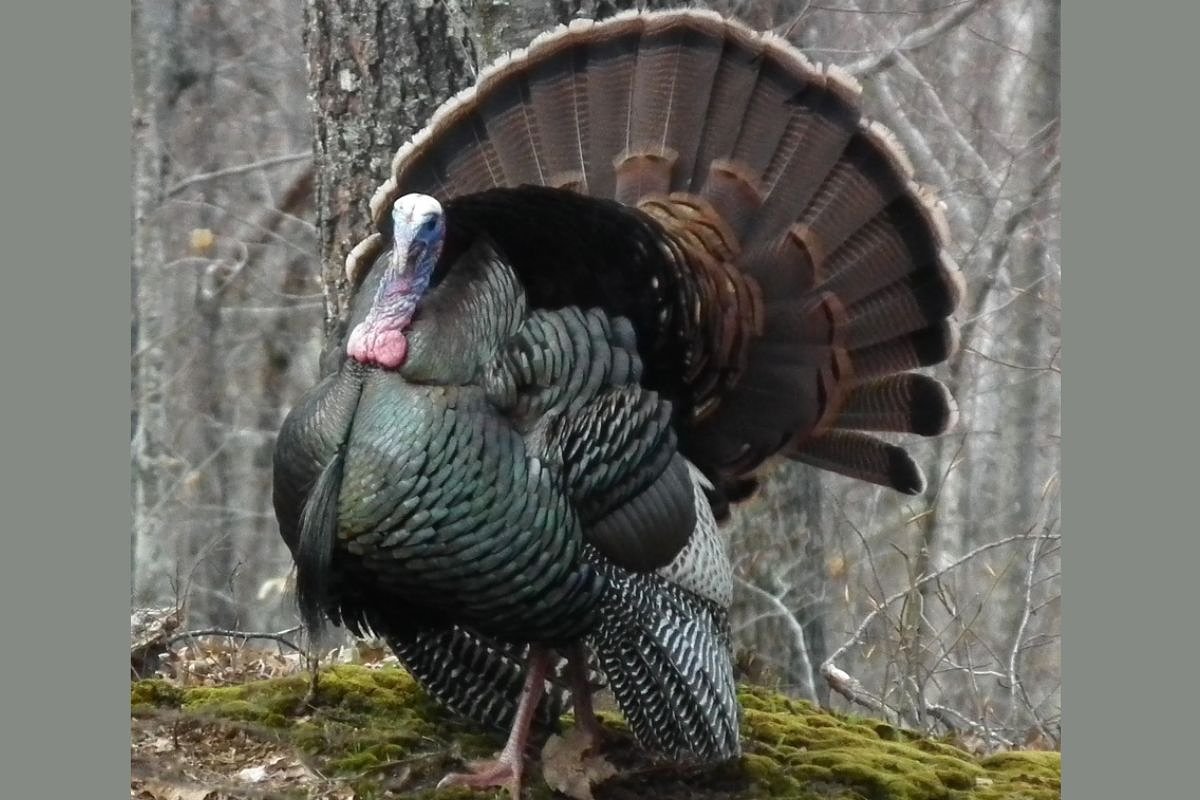 Killing spring turkeys is easy. A bow changed how I hunt them.  