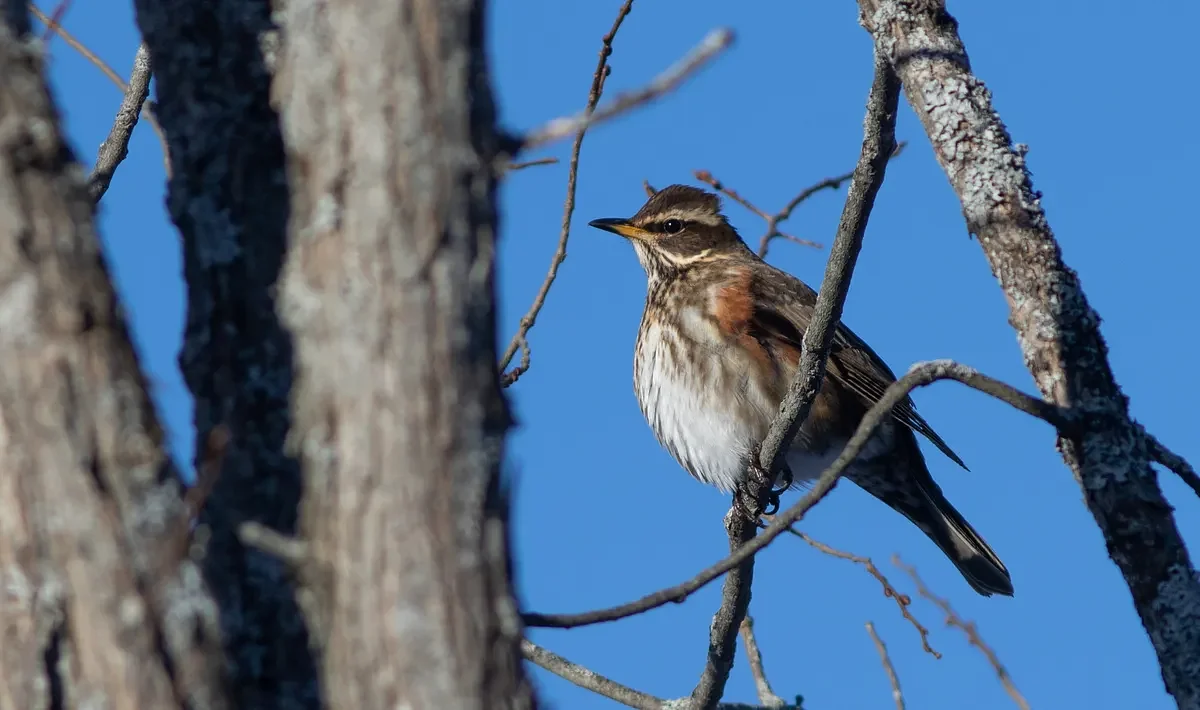 Follow these steps to identify birds quickly