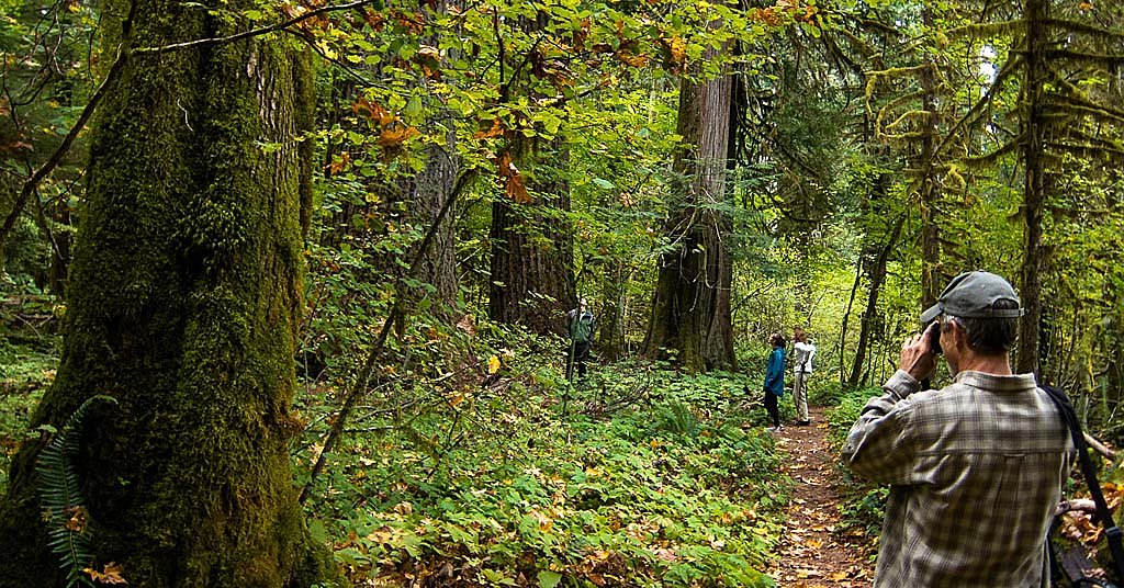 Why no one knows exactly how much old-growth forest we have left