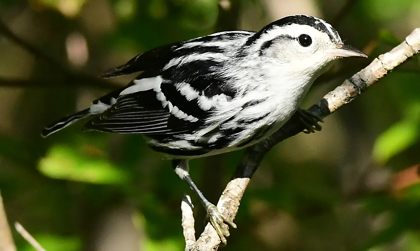 Speaking of Nature: More signs of movement: A brief appearance by the black-and-white warbler