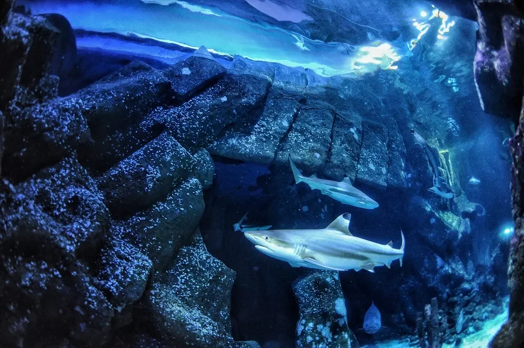 Sharks are famous for fearsome teeth, but ocean acidification could make them weaker