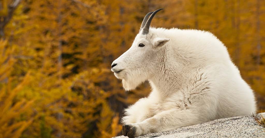 Cascades mountain goat populations are in serious trouble