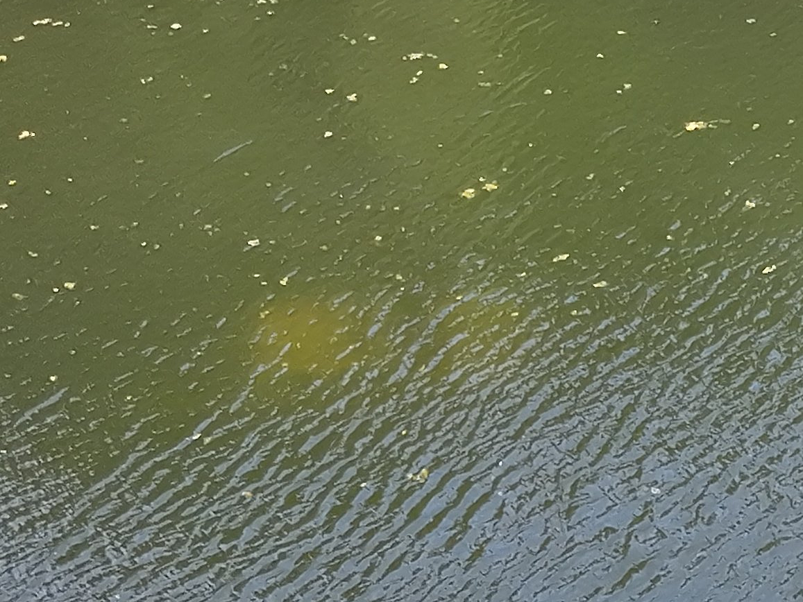 Pickup truck from Maryland found submerged in lake in Mass. state park