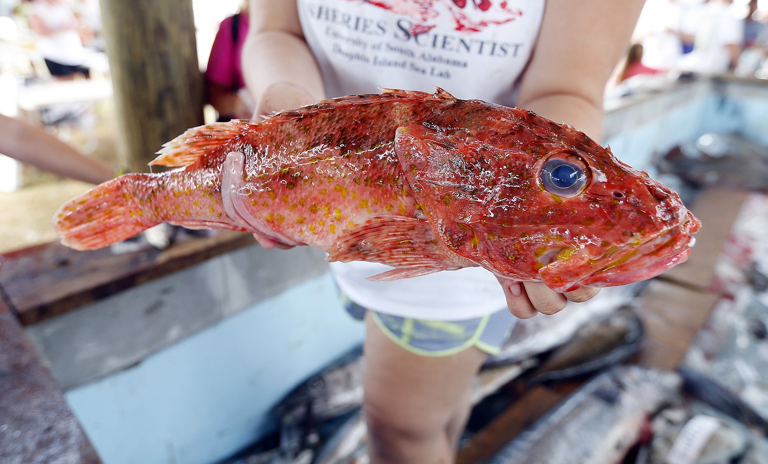 These spiny, venomous fish like to hide in reefs off Alabama’s coast