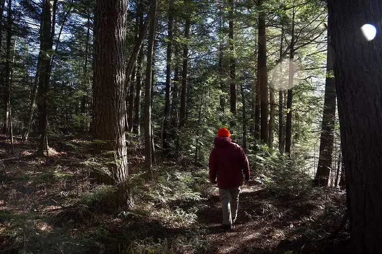 Ruling allows logging plans for WMNF to go forward
