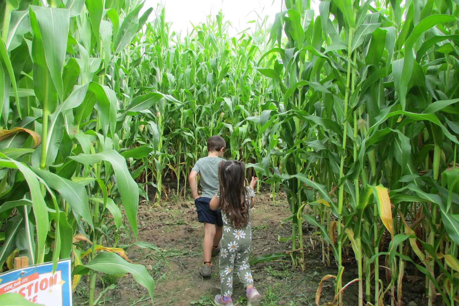 ‘Huge for the town’: Corn maze comes to Pittsfield farm