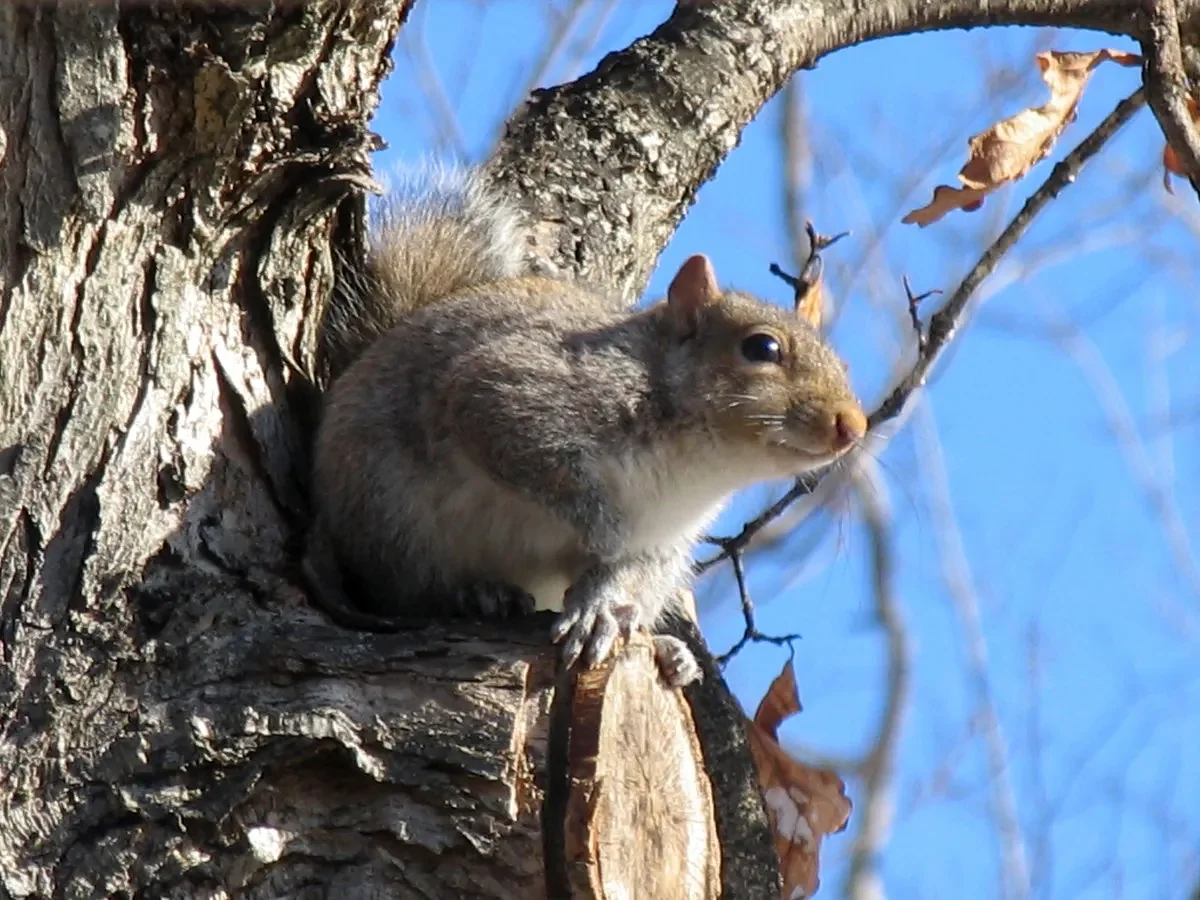 When do pellet guns make sense for hunting and pest control?  