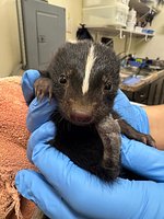 Even bobcats and porcupines need winter storm protection in Austin