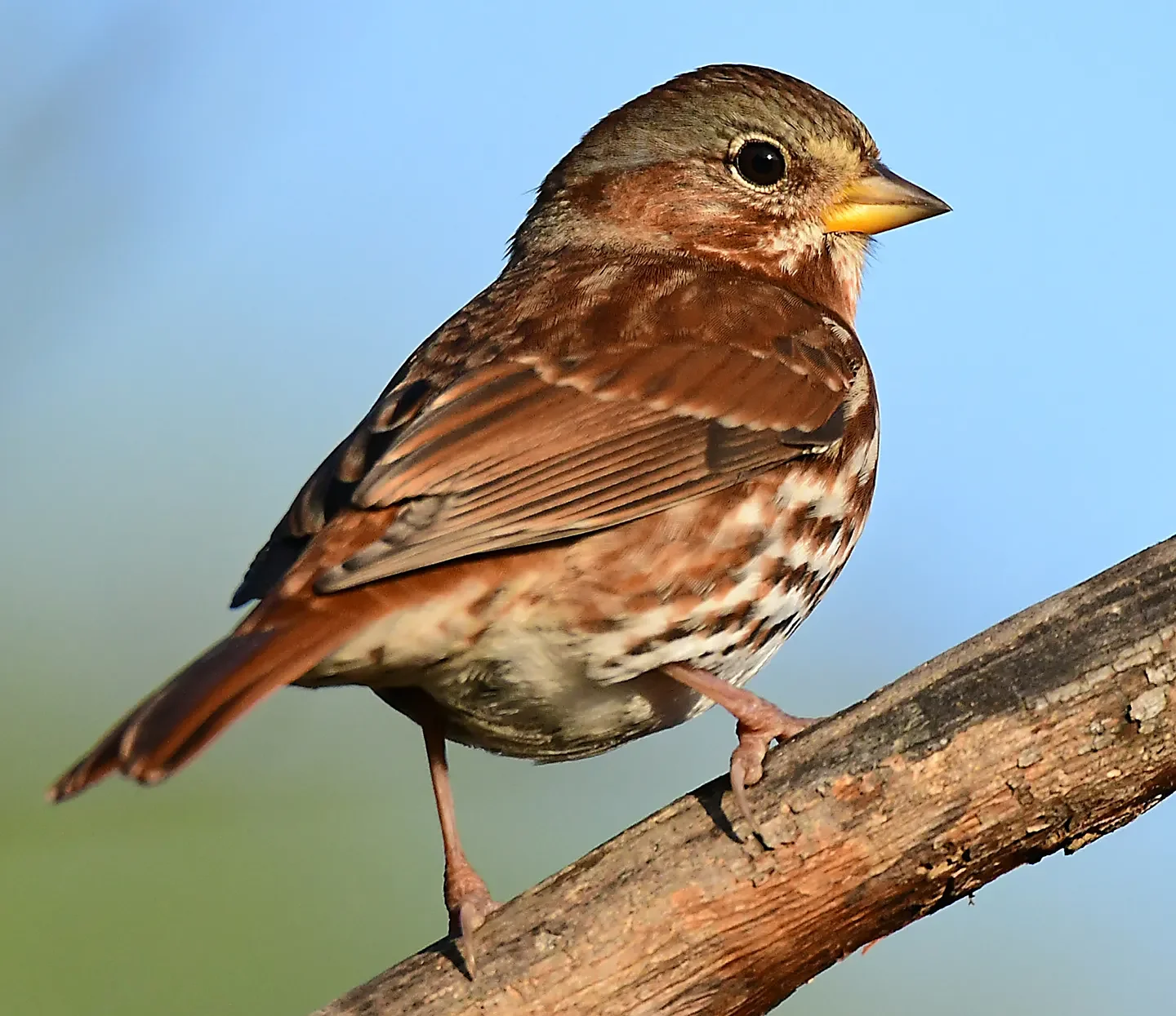 Speaking of Nature: Patience rewarded: A perfect pose from a rare fox sparrow