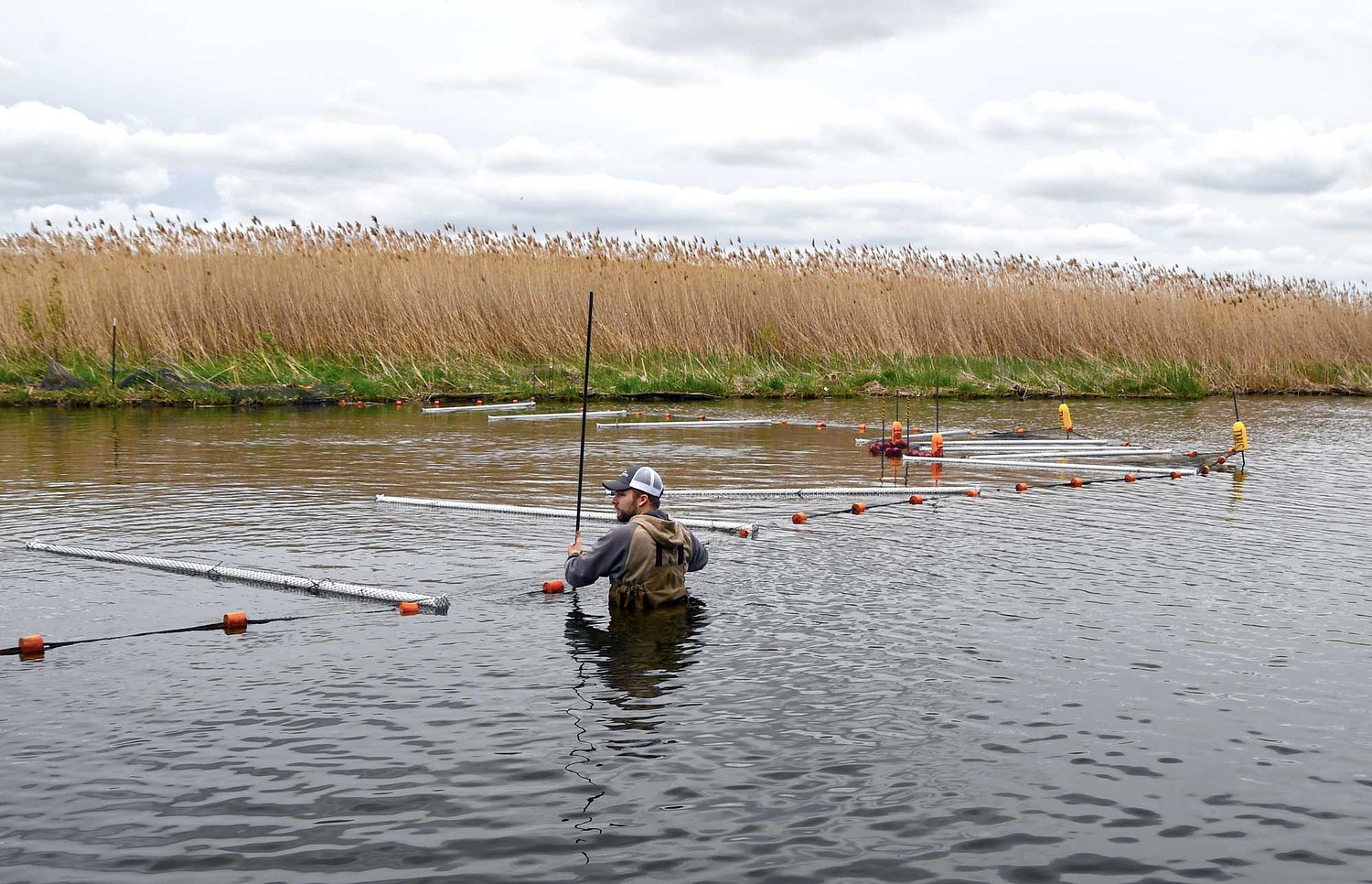 Invasive carp trap installed  at Rock Run Rookery Preserve in Joliet