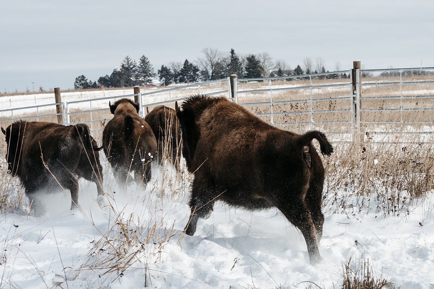 Sneak peeks of new bison in Kane County Forest Preserve sell out fast, but more events on the way