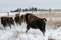 Sneak peeks of new bison in Kane County Forest Preserve sell out fast, but more events on the way