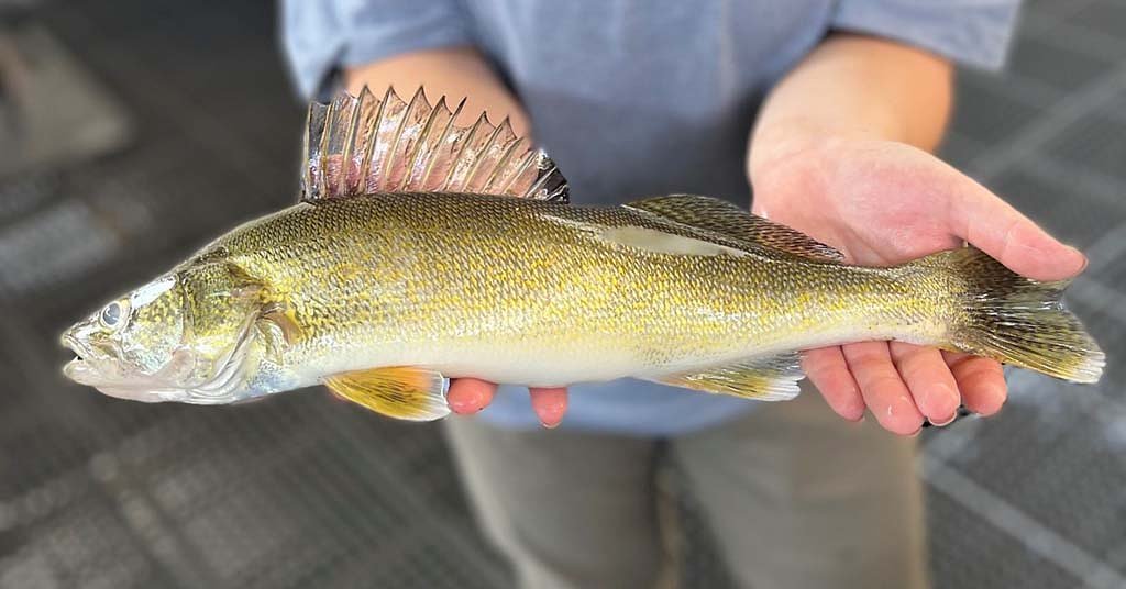 Walleyes are causing a lot trouble in the Snake River