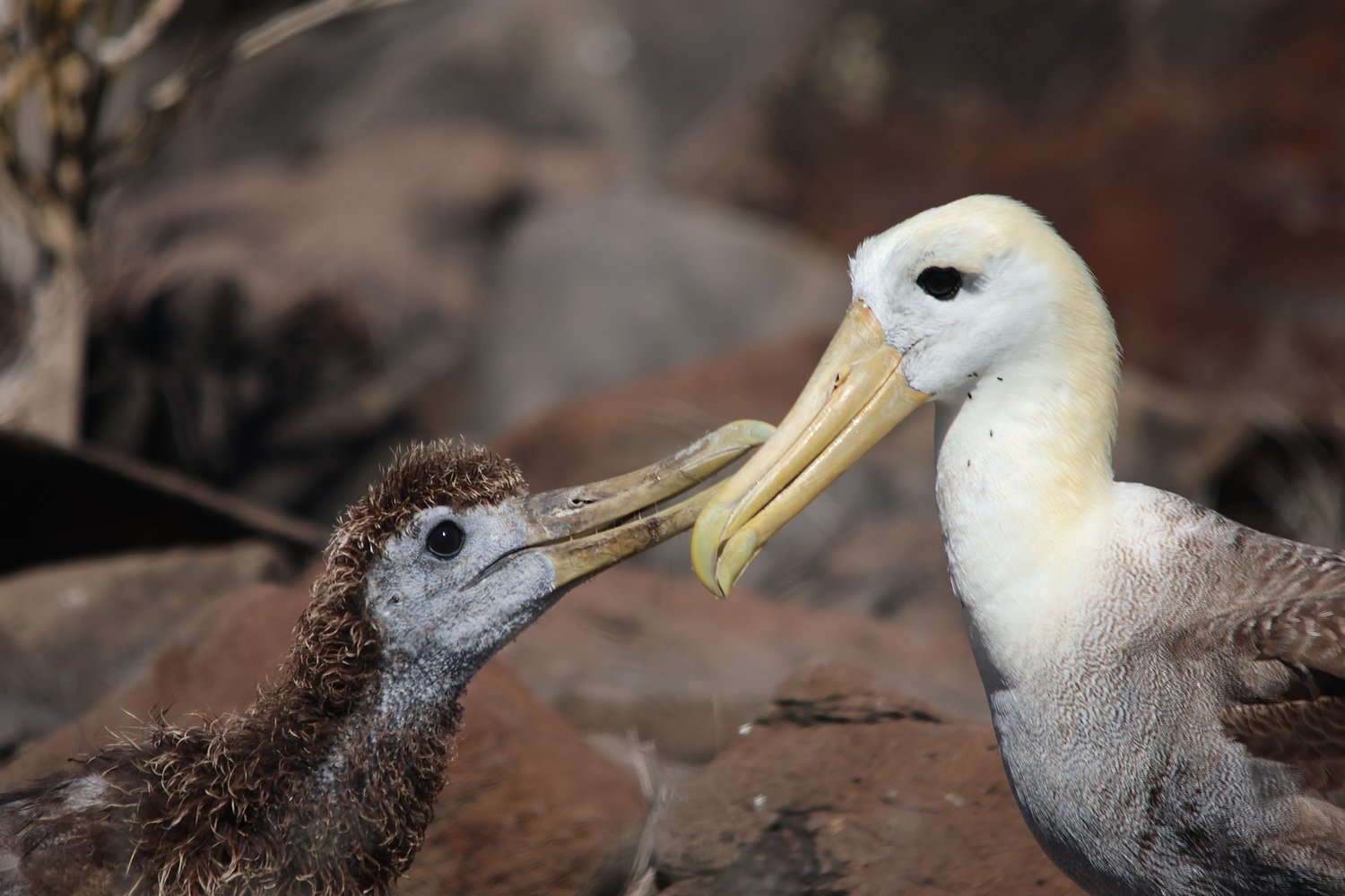 Ecoventura: Relais & Chateaux Yachting in the Galapagos – Part II (The Experience & The Review)