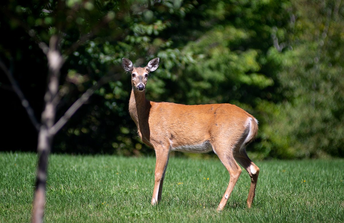 Small Maine town on Mount Desert Island may allow deer hunt, ending 100-year ban